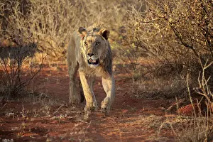 Lion (Panthera leo), subadult, young male running through bush land