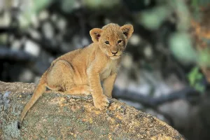 Lion (Panthera leo vernayi), young animal sitting on rocks