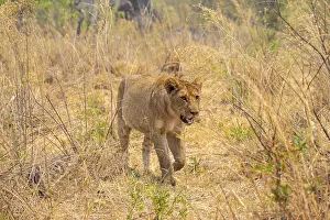 Lion (Panthera leo) Xakanaxa, Moremi Game Reserve