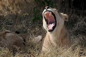 Lion (Panthera leo), yawning, North Bridge Camp