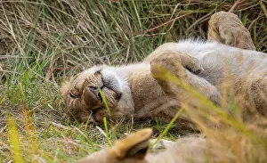 Lion (Panthera Leo) young lion lying asleep in the grass