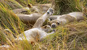 Lion (Panthera Leo) young lion lying sleepily in the grass