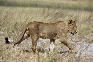 Lion (Panthera leo), young male