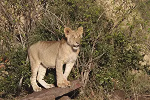 Lion (Panthera leo), young, Masai Mara