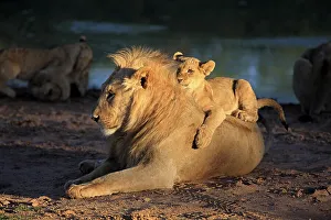 Lion (Panthera leo), young four months old with brother five years old by water