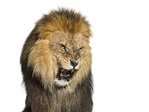 Lion pulling a face, looking at the camera and showing its teeth