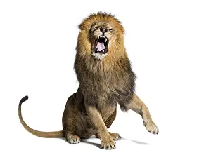 Lion sitting pulling a face, looking at the camera and showing its teeth with a raised paw