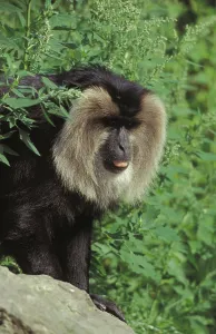 Lion tailed macaque