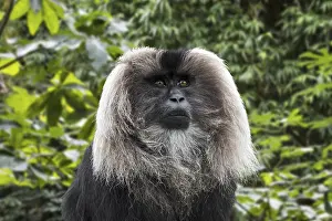 Lion-tailed macaque (Macaca silenus)