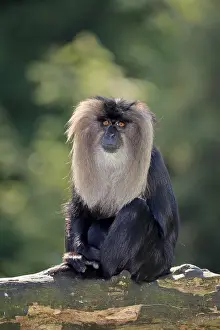 Lion-tailed macaque (Macaca silenus)