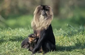 Lion Tailed Macaque (macaca silenus)