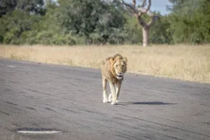 A Lion walking on the airstrip in the Sabi Sand Game Reserve