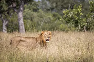 A Lion walking in the grass in the Sabi Sand Game Reserve