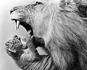 Lion and Young, England, Great Britain