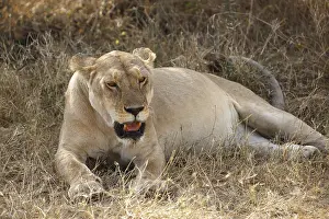 Lioness, African lion (Panthera leo)