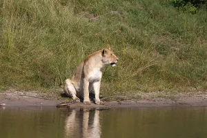 Lioness in Chobe National Park in Botswana