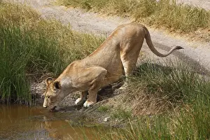 Lioness drinking, African lion (Panthera leo)