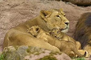 Lioness lies with her cubs between rocks and conveys security and peace