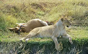 Lioness lying next to her prey