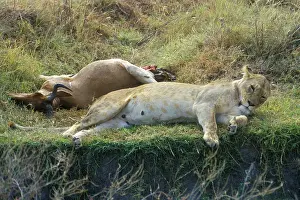 Lioness lying next to her prey