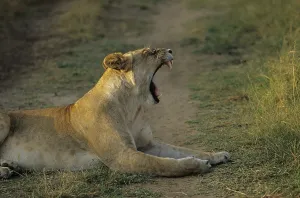 Lioness (Panthera leo)