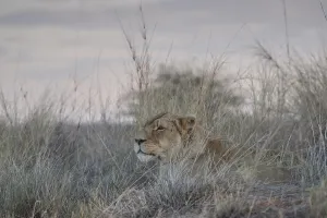Lioness (Panthera leo), attentively lying in the grass and looking out