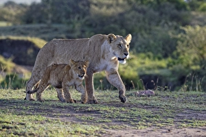 Lioness (Panthera leo) with cub