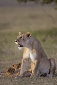 Lioness (Panthera leo) with cubs