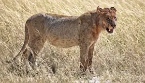 Lioness (Panthera leo) Etosha National Park