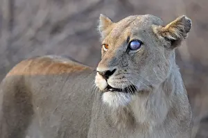Lioness (Panthera leo), female