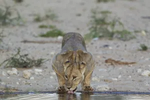 Lioness (Panthera leo), female