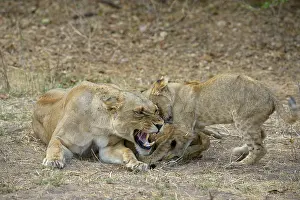 Lioness (Panthera leo), female feeding pups