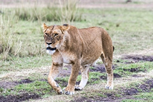Lioness (Panthera leo), with many flies