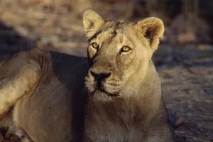 Lioness (Panthera Leo), Gir Forest, Gujarat, india