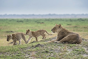 Lioness (Panthera leo) with two kittens