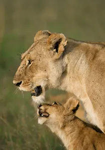 Lioness (Panthera Leo) with her lion cub in the morning light