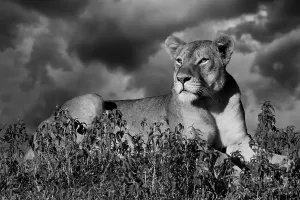 Lioness (Panthera leo) on the lookout