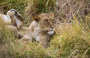 Lioness (Panthera leo) lying in the grass