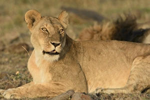 Lioness (Panthera leo), Maasai Mara National Reserve