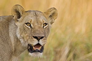 Lioness (Panthera leo), Moremi National Park