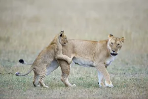 Lioness (Panthera leo) playing with cubs