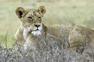 Lioness (Panthera leo) resting on the savanna