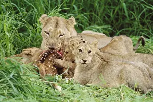Lioness and Young Cubs eating Prey (Panthera Leo)