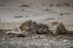 Two lionesses (Panthera leo) resting