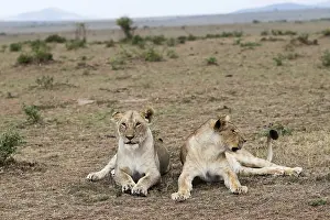 Two lionesses resting on the ground in the vast savannah of the Masai Mara National Reserve