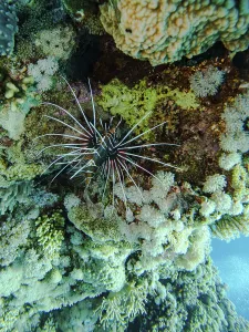 Lionfish, Hurghada, Egypt, Red Sea