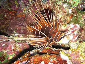 Lionfish, Safaga, Egypt
