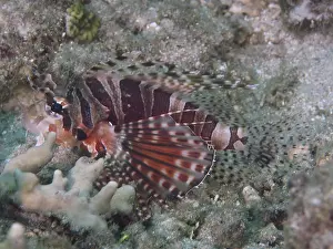 Framed Print : Lionfish with striped fins, zebra dwarf lionfish (Dendrochirus zebra)