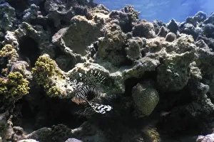 Lionfish venomous coral reef fish