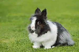 Lionhead rabbit (Oryctolagus cuniculus forma domestica) in a meadow